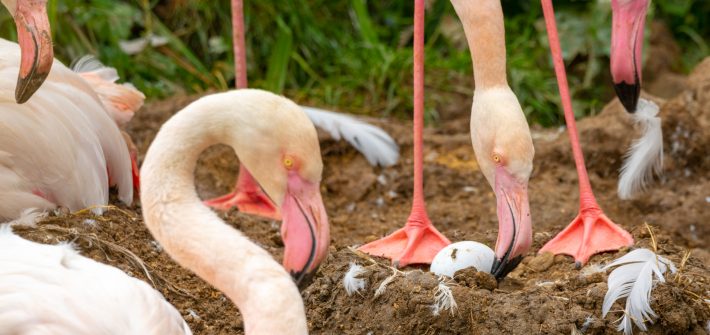 Greater Flamingo Eggs