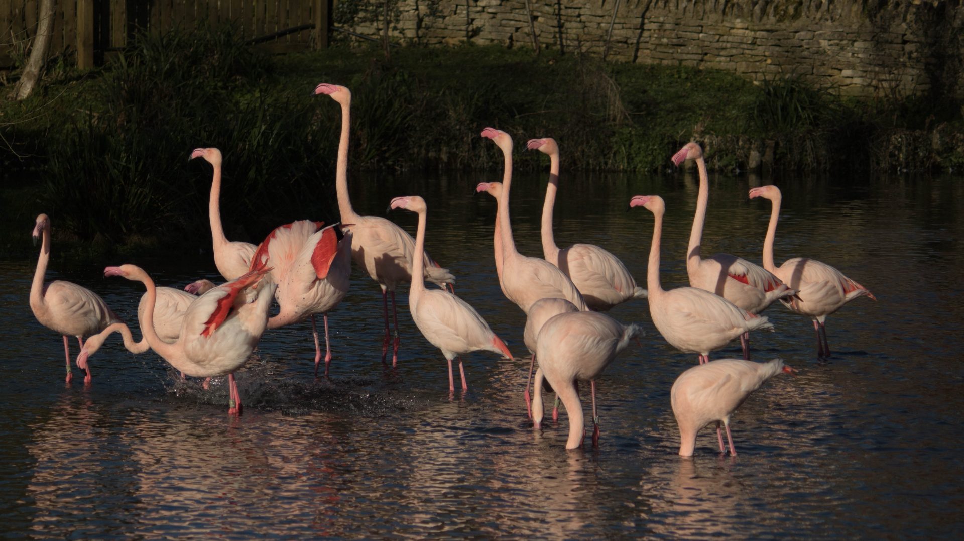 Group of Flamingos at Birdland - photo credit - Cotswold House Photography