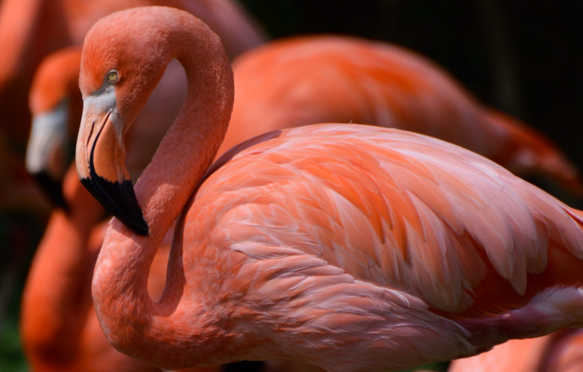 Carribean Flamingos Lo - Flamingo Families in the Pink at Birdland