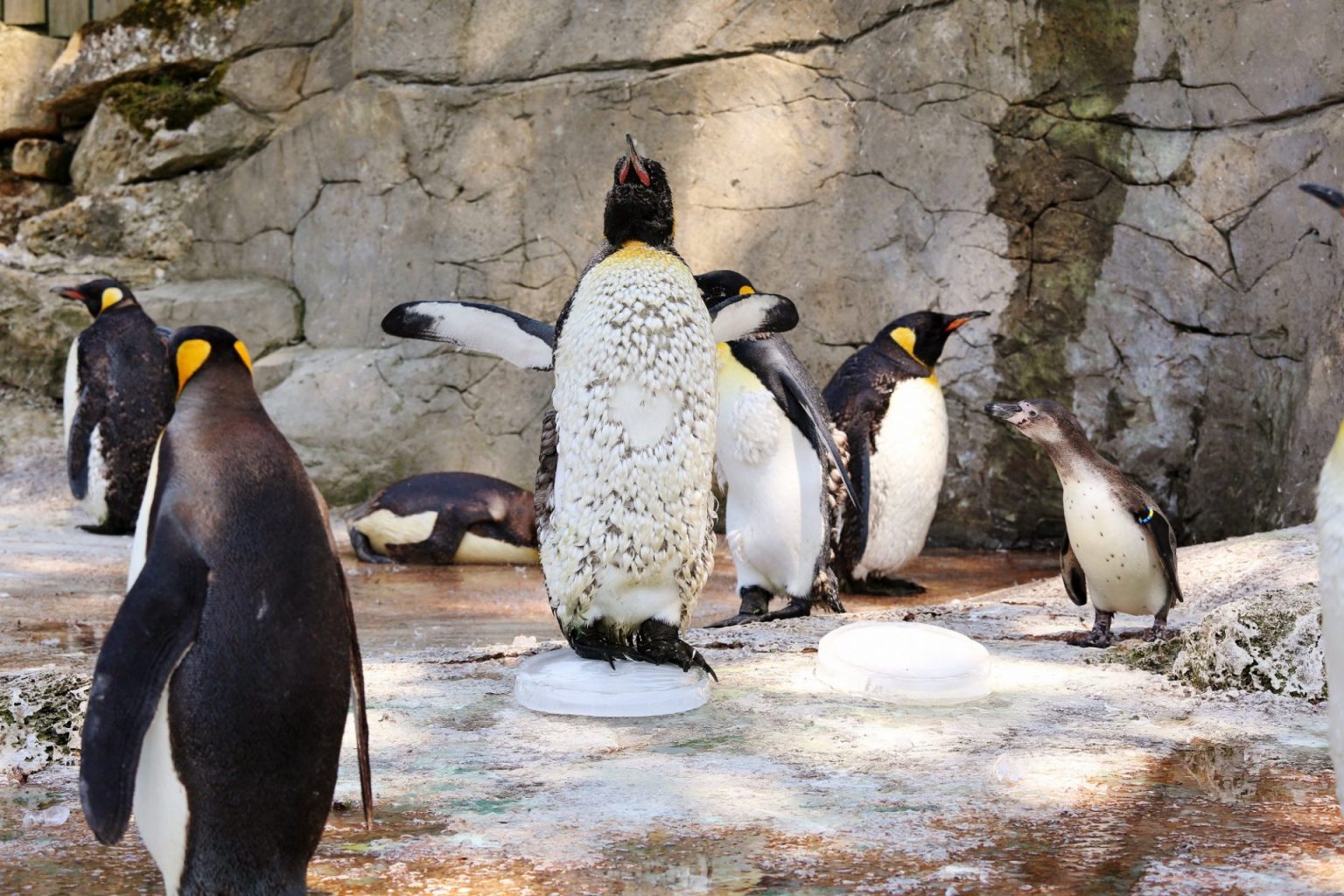 Ice blocks helping penguins chill out Birdland Park & Gardens