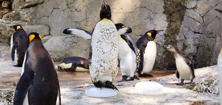 A moulting king penguin on ice at Birdland Park and Gardens PIC John Lawrence  710x335 - Ice blocks helping penguins chill out