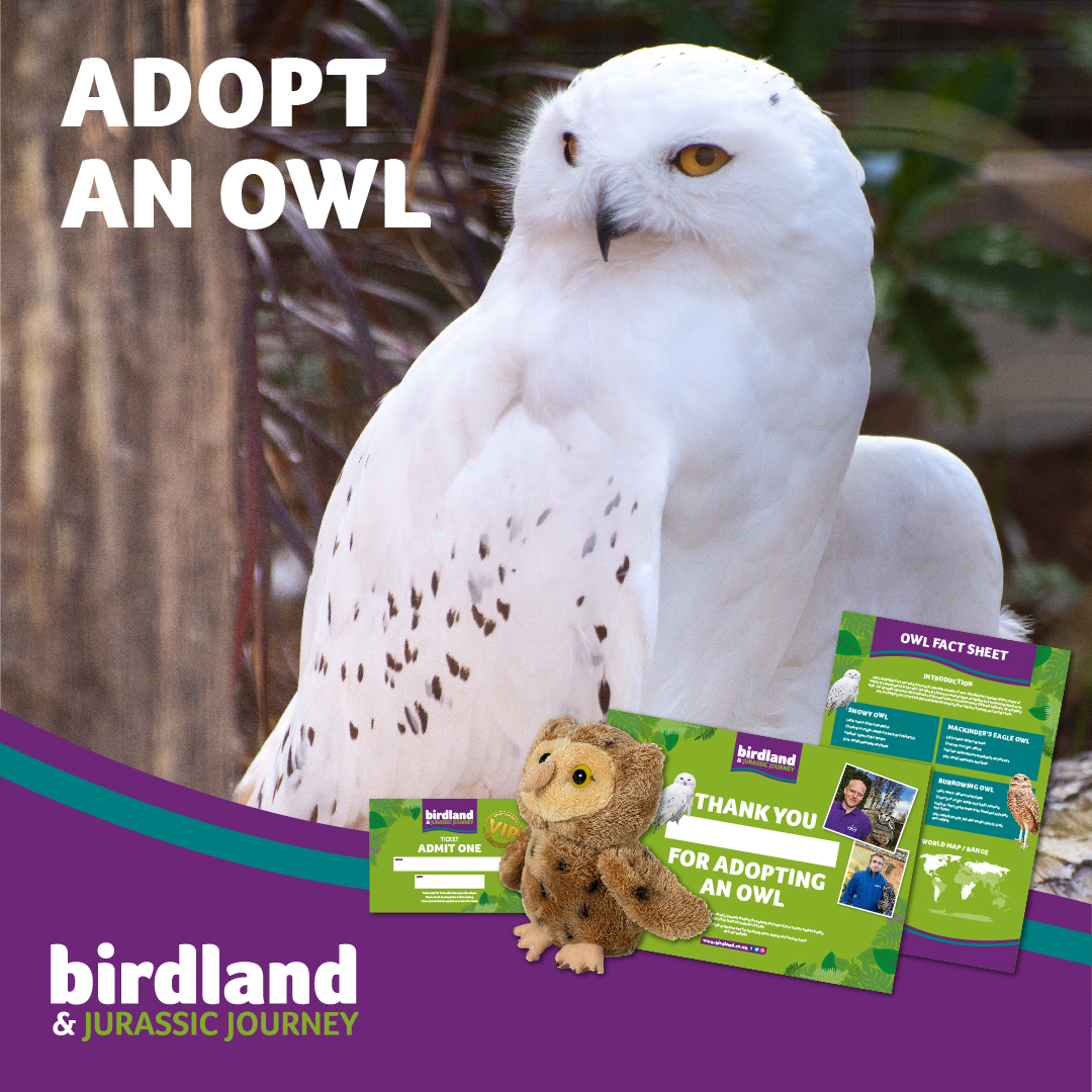 11779 Birdland Adopt a Bird Scheme Social Graphics V3 Owl - Owls