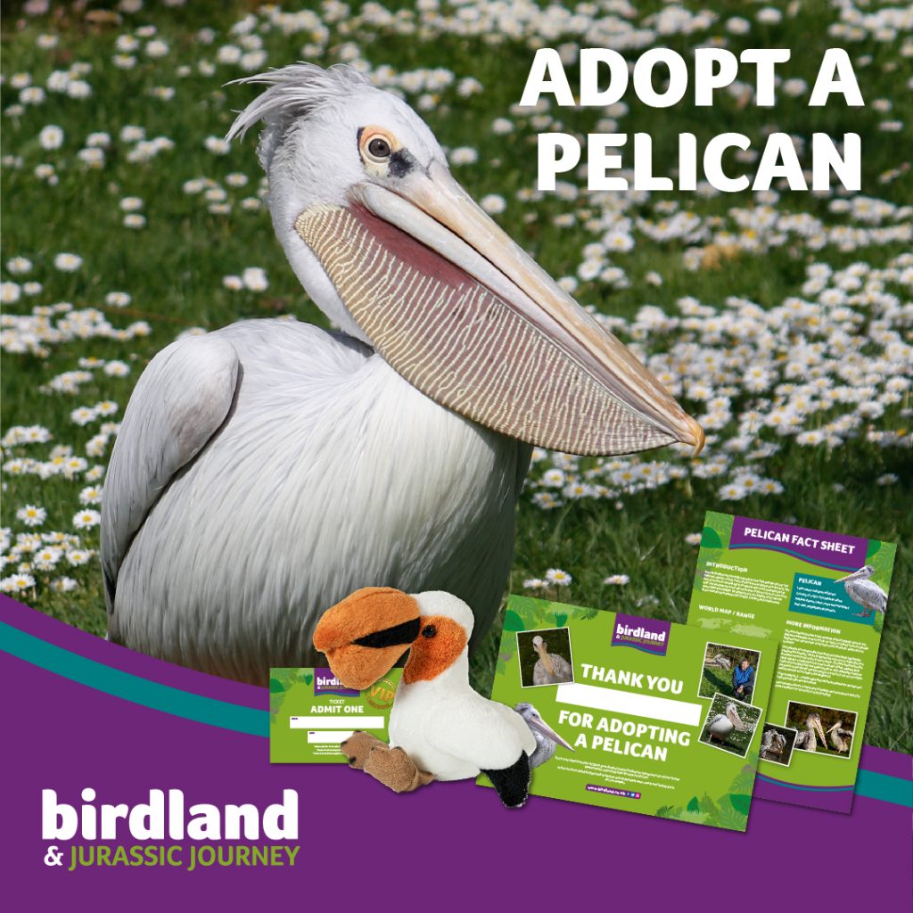 11779 Birdland Adopt a Bird Scheme Social Graphics V3 Pelican 1024x1024 - adopt a bird