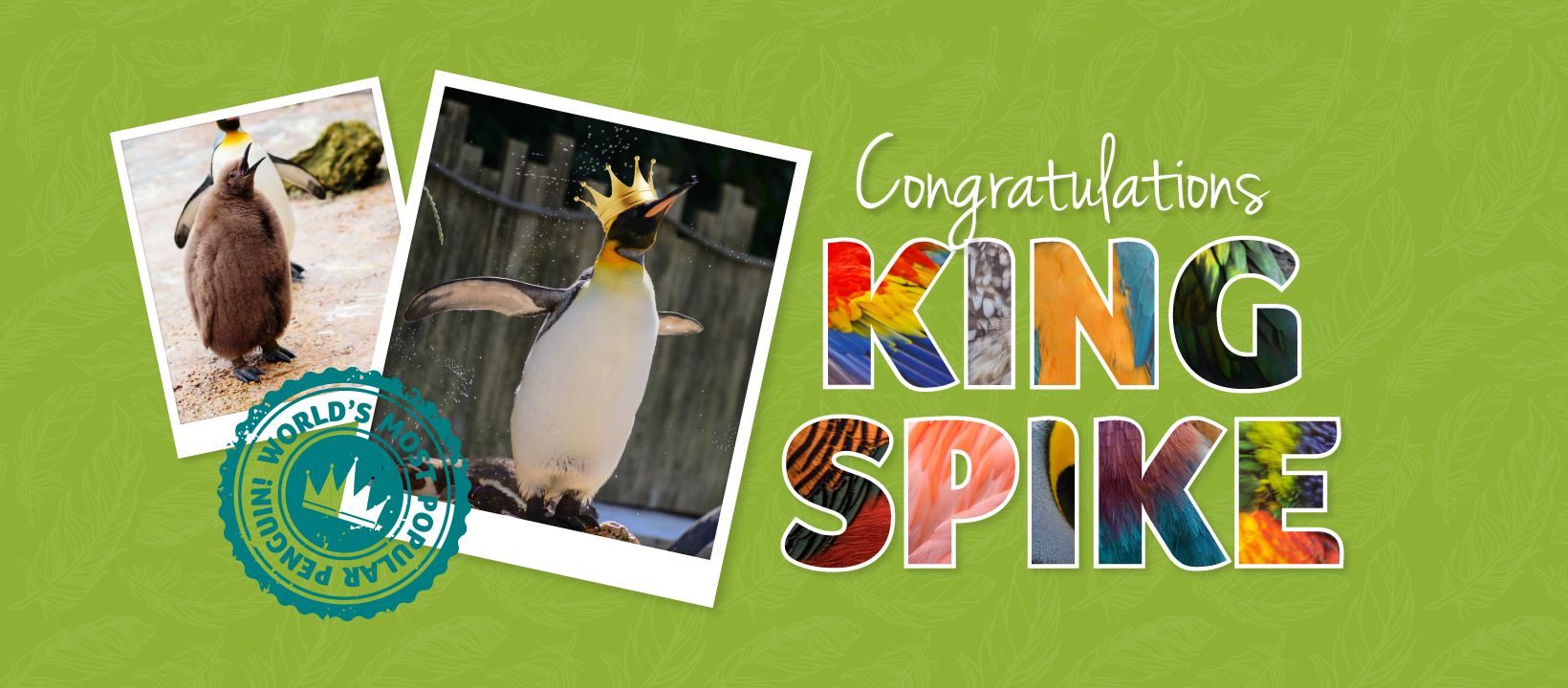 Birdland King Spike Facebook Cover 1640x720px - Birdland Superstar Spike Crowned King Penguin