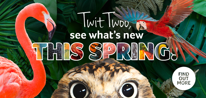 Birdland Spring Arrivals 2023 Web Banner 710x355px 1 - Put a spring in your step with a trip to Birdland this Bank Holiday