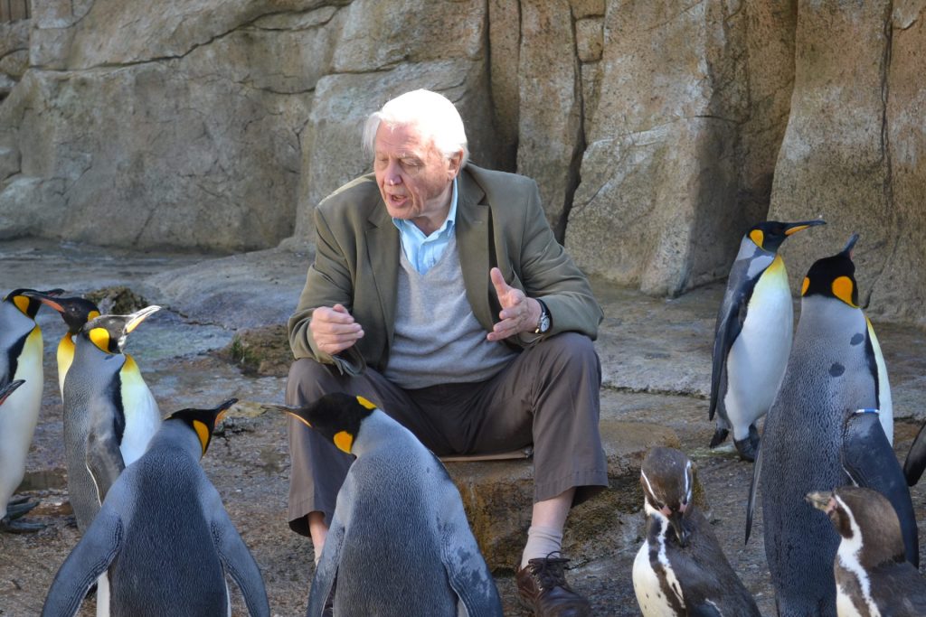 Sir David Attenborough meeting Spike front left and the other king penguins at Birdland 1024x683 - Birdland Superstar Spike Crowned King Penguin