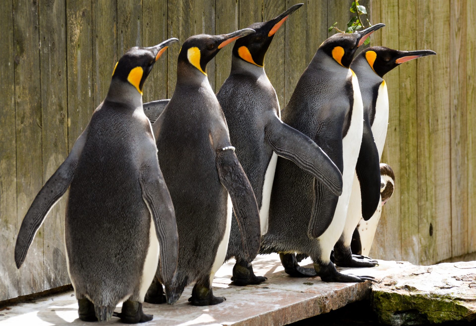 Spike in the middle of a king penguin queue at Birdland Park Gardens - New Dates Released for Birdland’s VIP Penguin Feeding Experiences