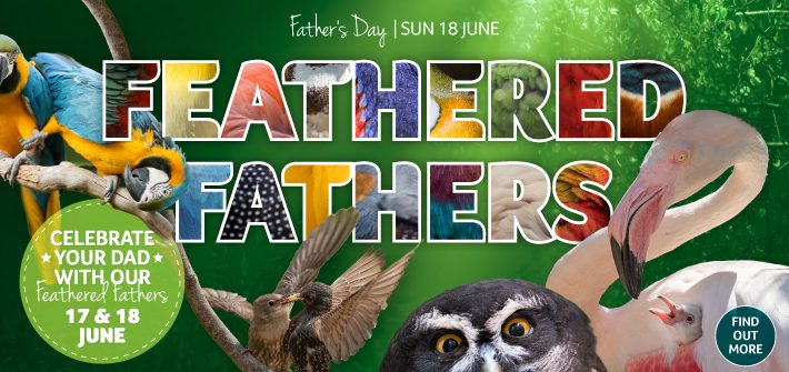 Birdland Feathered Fathers 2023 Website Homepage Banner Large 710x355px 710x335 - Feathered Fathers