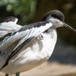 Pied Avocet Avocet 150x150 - Pied Avocet