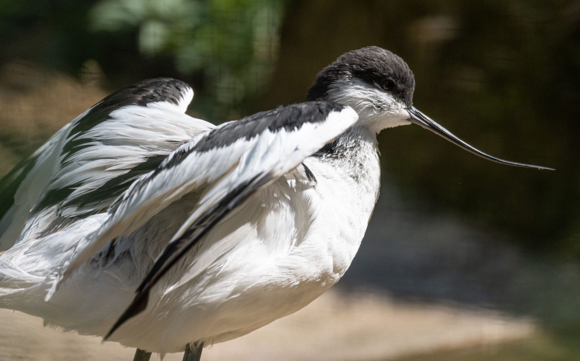 Pied Avocet Avocet - Pied Avocet