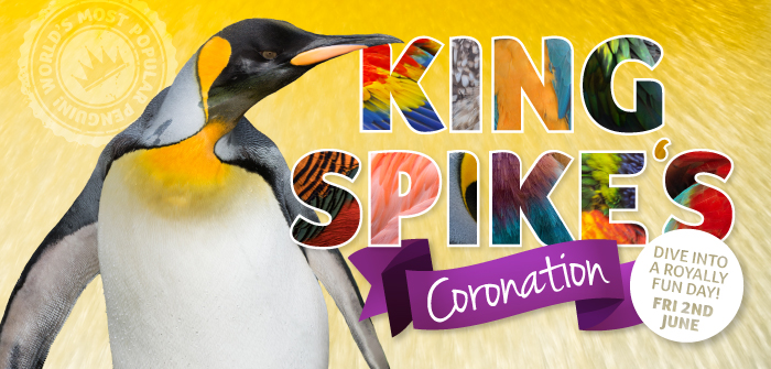 Birdland Spikes Coronation Web Banner 710x355px - King Spike's Coronation