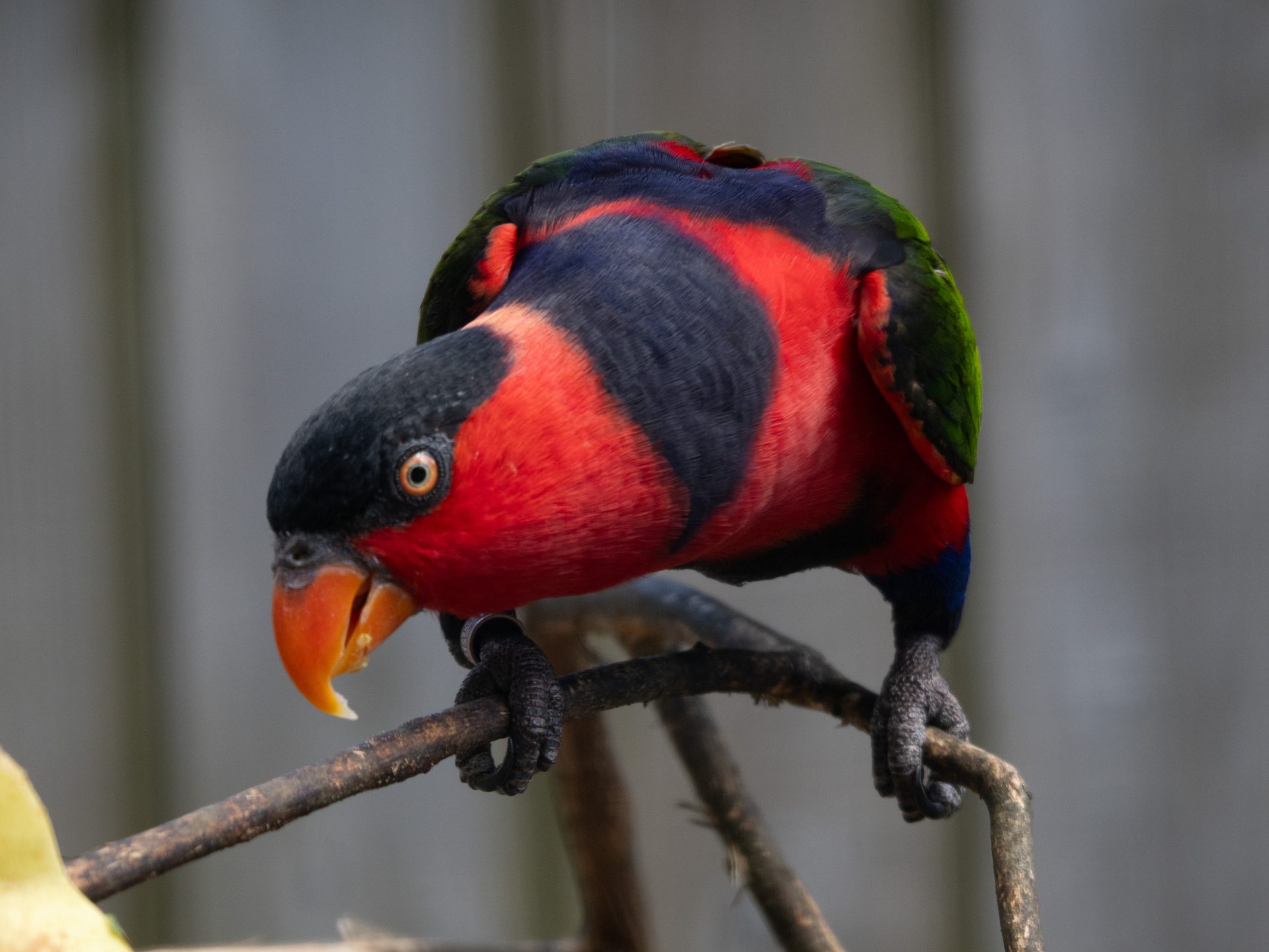 Black Capped Lori Black capped Lory 7171167 - Black Capped Lori