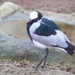 Blacksmith Lapwing Feb Blacksmiths Plover 150x150 - Blacksmith Lapwing