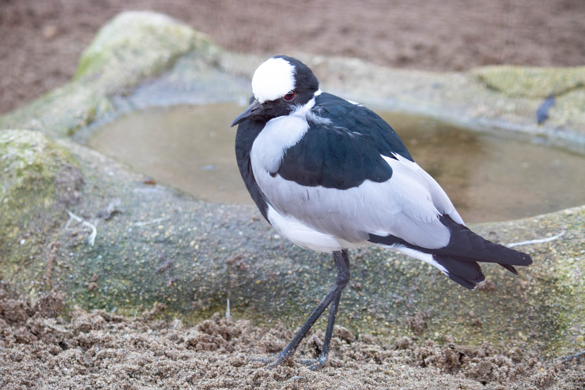 Blacksmith Lapwing Feb Blacksmiths Plover - Blacksmith Lapwing