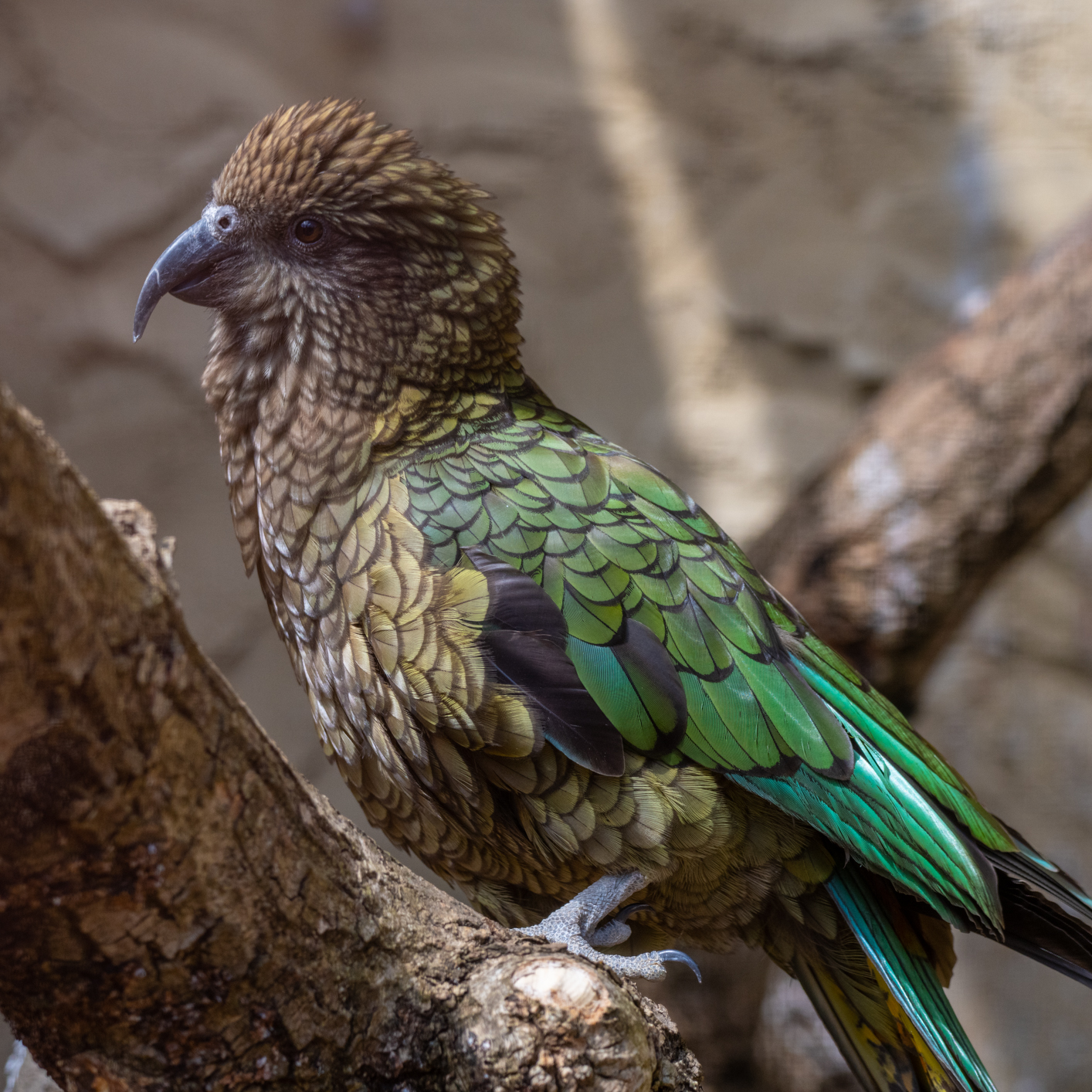Kea Kea Parrot 1 7356 - Kea
