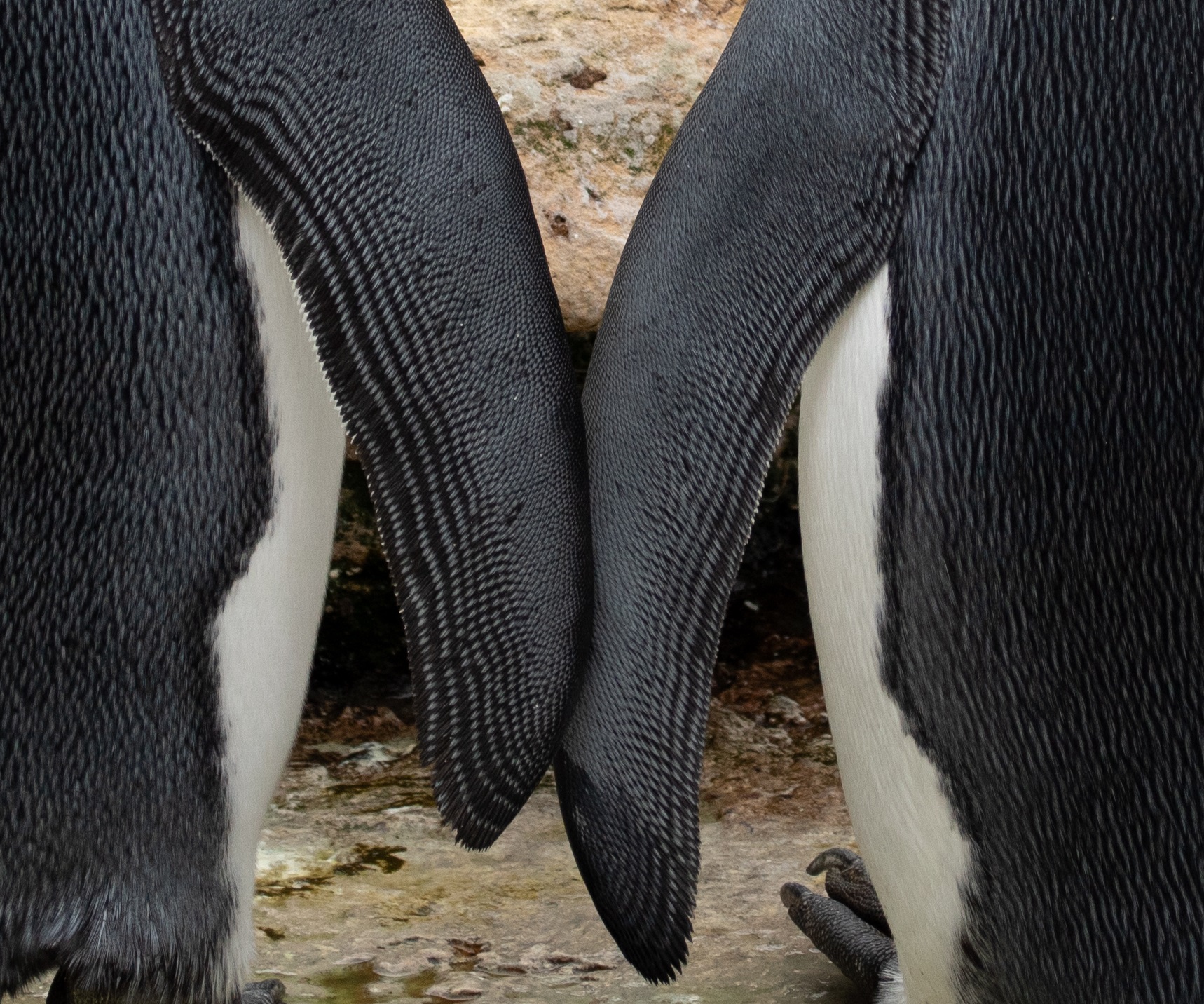 Penguin love2 7275 - Fond Farewell to one of Europe's oldest female King Penguins