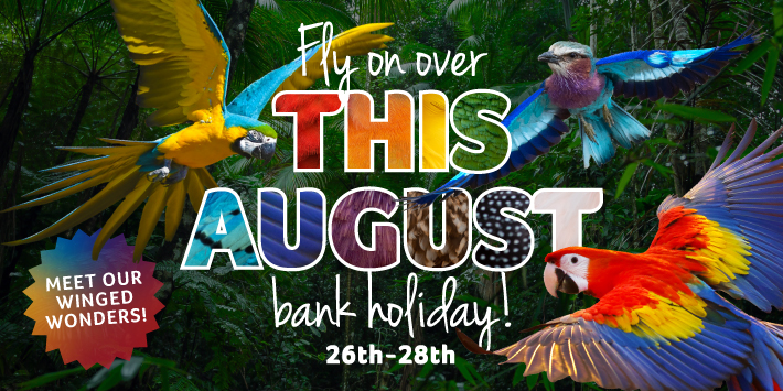 Birdland August Bank Hols 2023 Website Homepage Banner Large 710x355px   - 10 Things to do at Birdland this August Bank Holiday Weekend