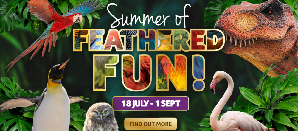 blsummerholiday2026 websitebanner 1200x600 1 1000x440 - Summer of Feathered Fun 2026