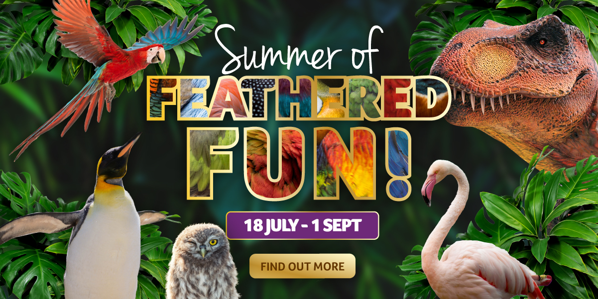 blsummerholiday2026 websitebanner 1200x600 1 - Summer of Feathered Fun 2026
