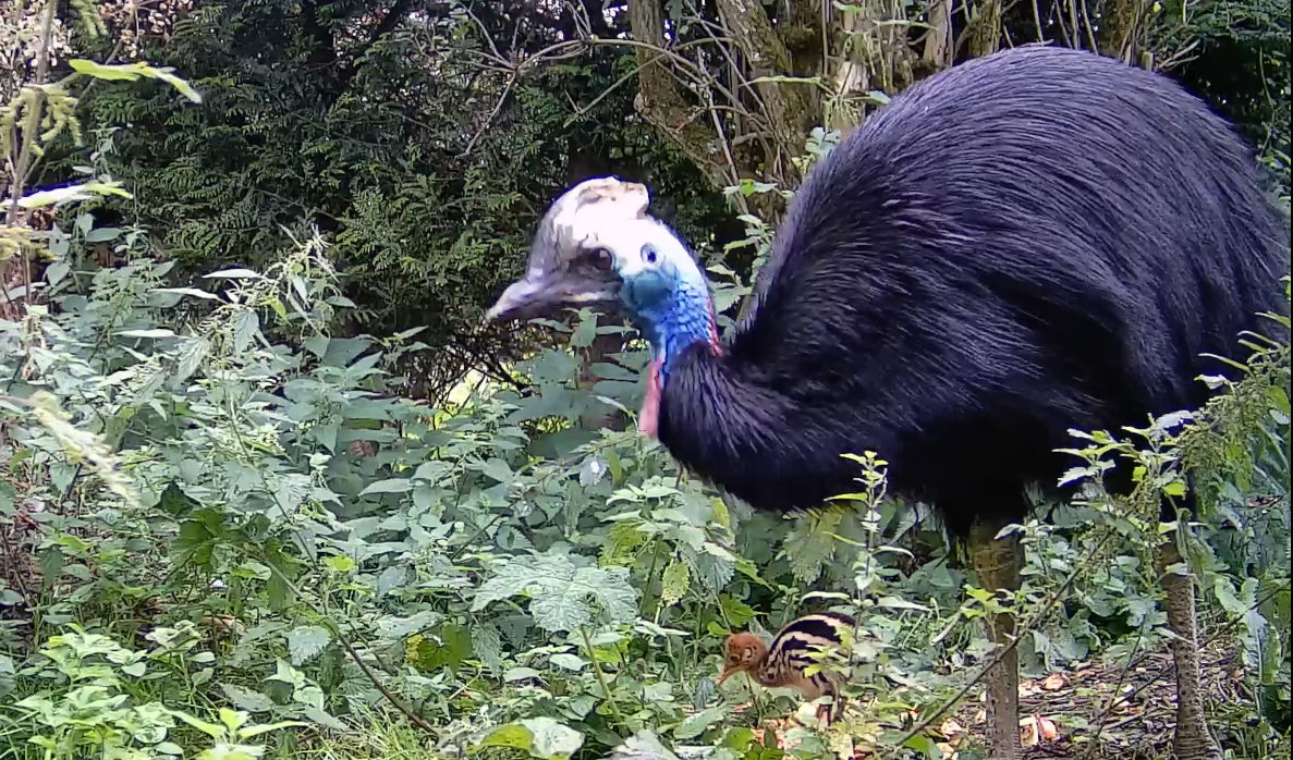 Screenshot 2024 09 04 114435 - Birdland Keepers Celebrate First Ever Hatching of World's Deadliest Chick