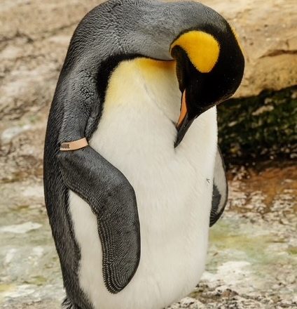 Maggie 424x440 - Royal Surprise for keepers at Birdland