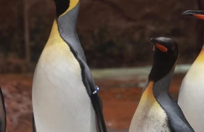 486604951 1058916206281448 7542855134798723013 n 678x440 - Birdland welcomes two new King Penguins!
