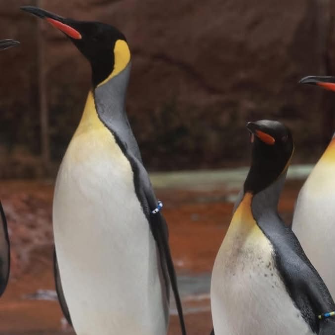 486604951 1058916206281448 7542855134798723013 n - Birdland welcomes two new King Penguins!