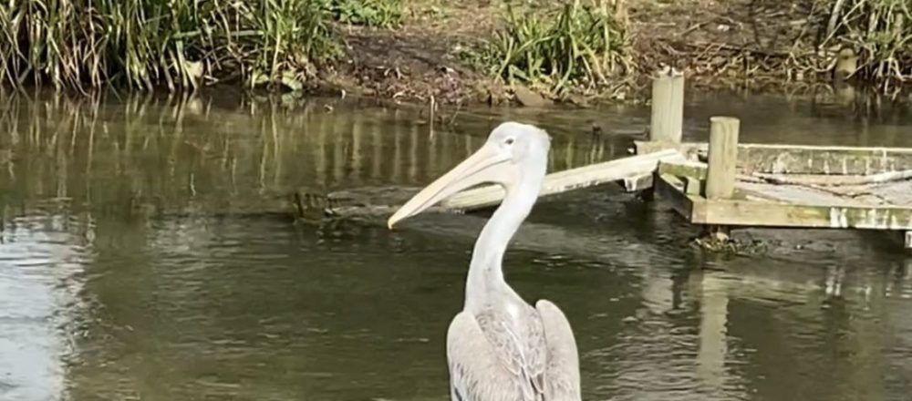 photo 10 e1743599553400 1000x440 - New Pelican arrival at Birdland!