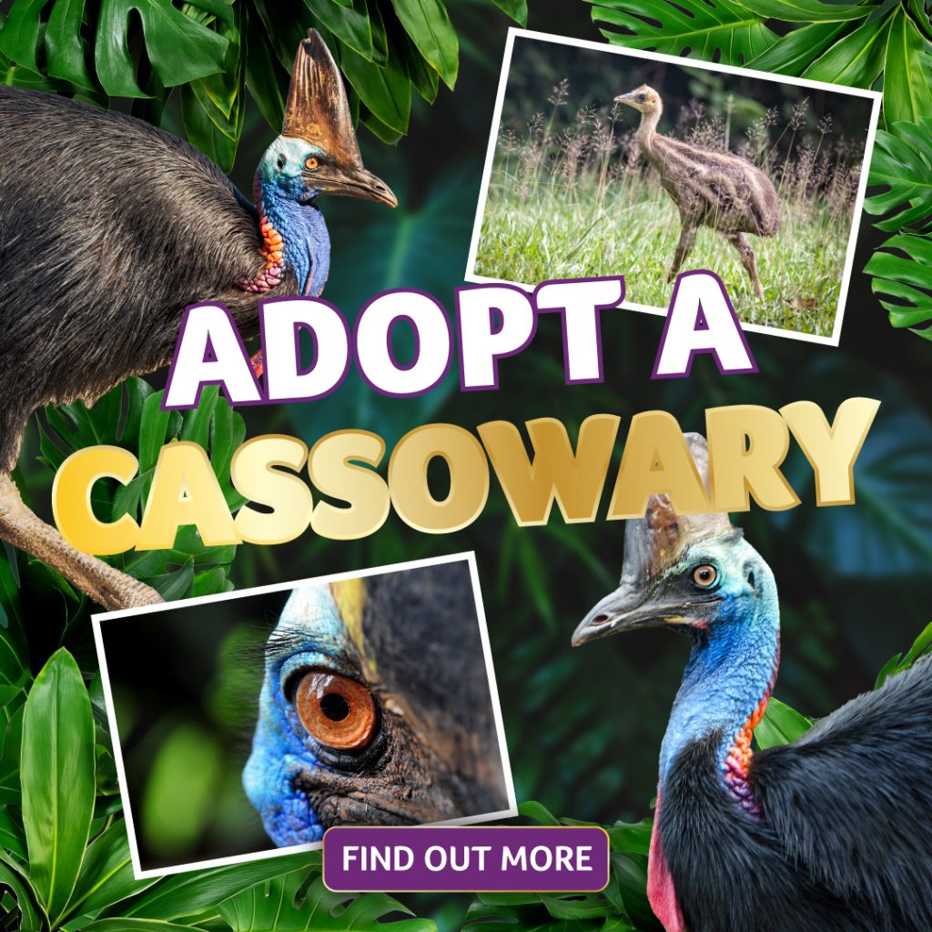 Birdland Adopt A Cassowary 2024 Social Post 1080x1080px 1024x1024 - adopt a bird