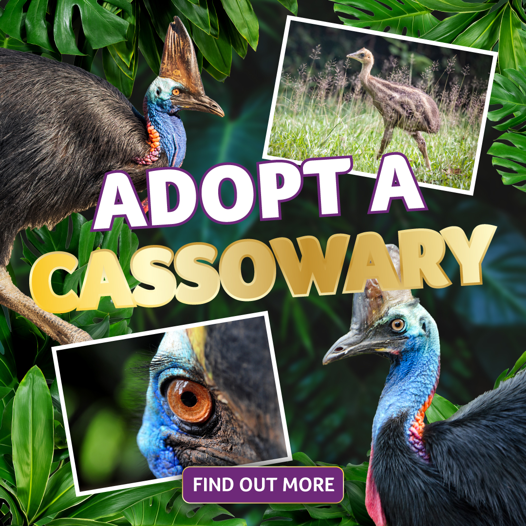 Birdland Adopt A Cassowary 2024 Social Post 1080x1080px - Cassowary
