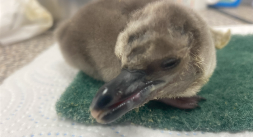 Penguin chick 813x440 - Four Penguin Chicks Hatch at Birdland
