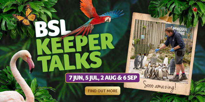 birdlandBSLTalks2025websitehomepagebanner 710x355px - Birdland introduces Monthy BSL-Interpreted Keeper Talks