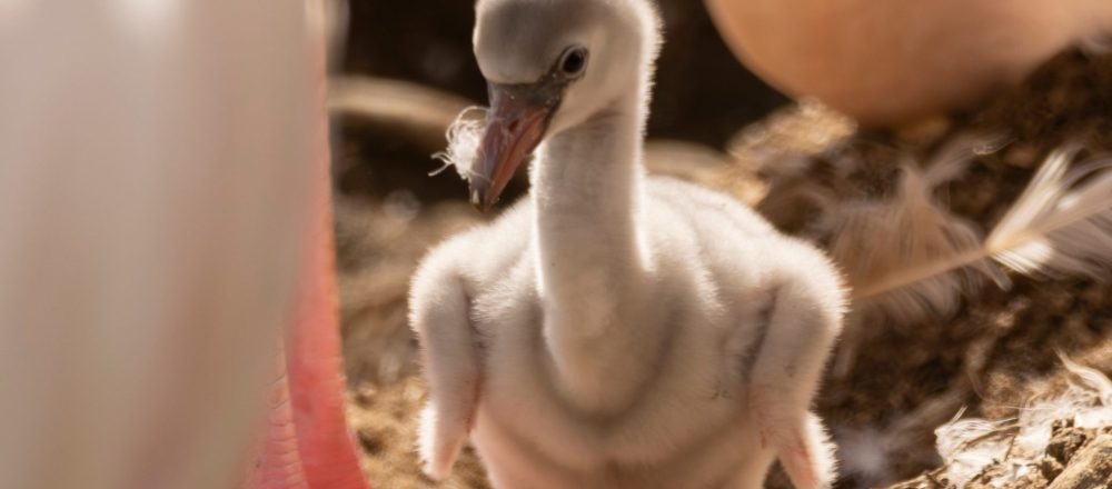 522506436 1149779663861768 7677979662646576852 n 1000x440 - Birdland Welcomes Flamingo Chicks