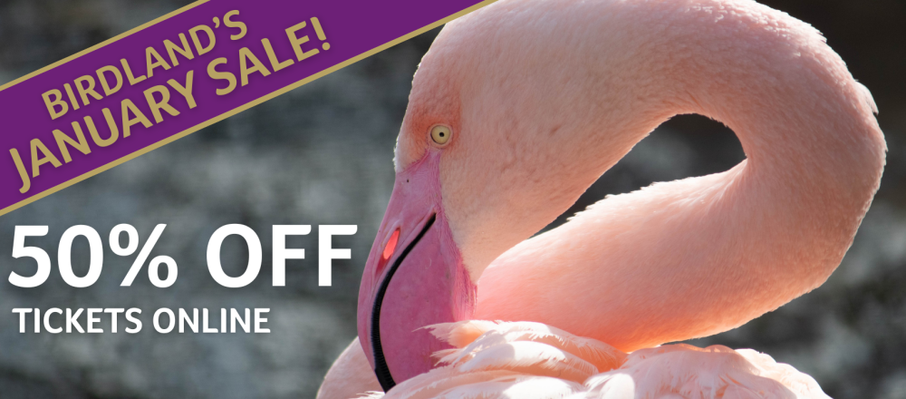 Website Banner 3 e1767095946740 1000x440 - 50% OFF ADMISSION TICKETS