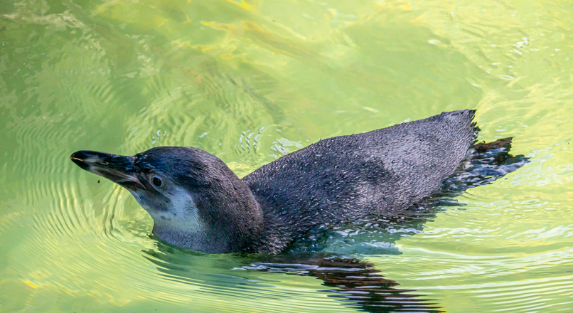 Penguin Chick Pool e1769680595342 806x440 - Lovely Jubbly!