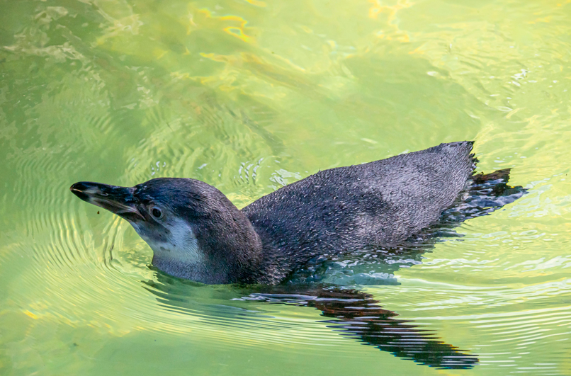 Penguin Chick Pool e1769680595342 - Lovely Jubbly!