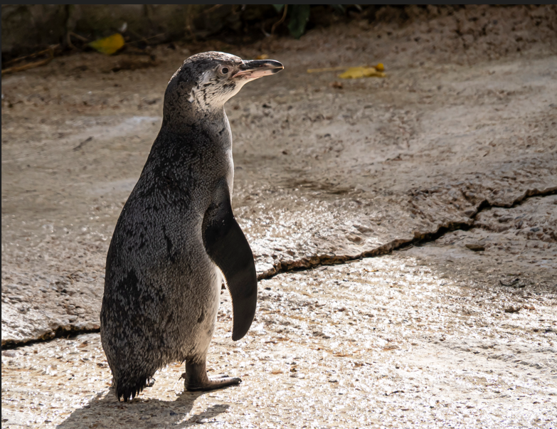 Penguin chick 2 - Lovely Jubbly!