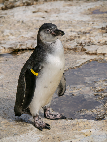 chick - Lovely Jubbly!