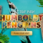 birdlandeaster2026Webbanner 710x355px 150x150 - Three New Humboldt Penguins Arrive At Birdland As Breeding Season Begins