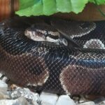 Royal Python e1776873131437 150x150 - Royal Python