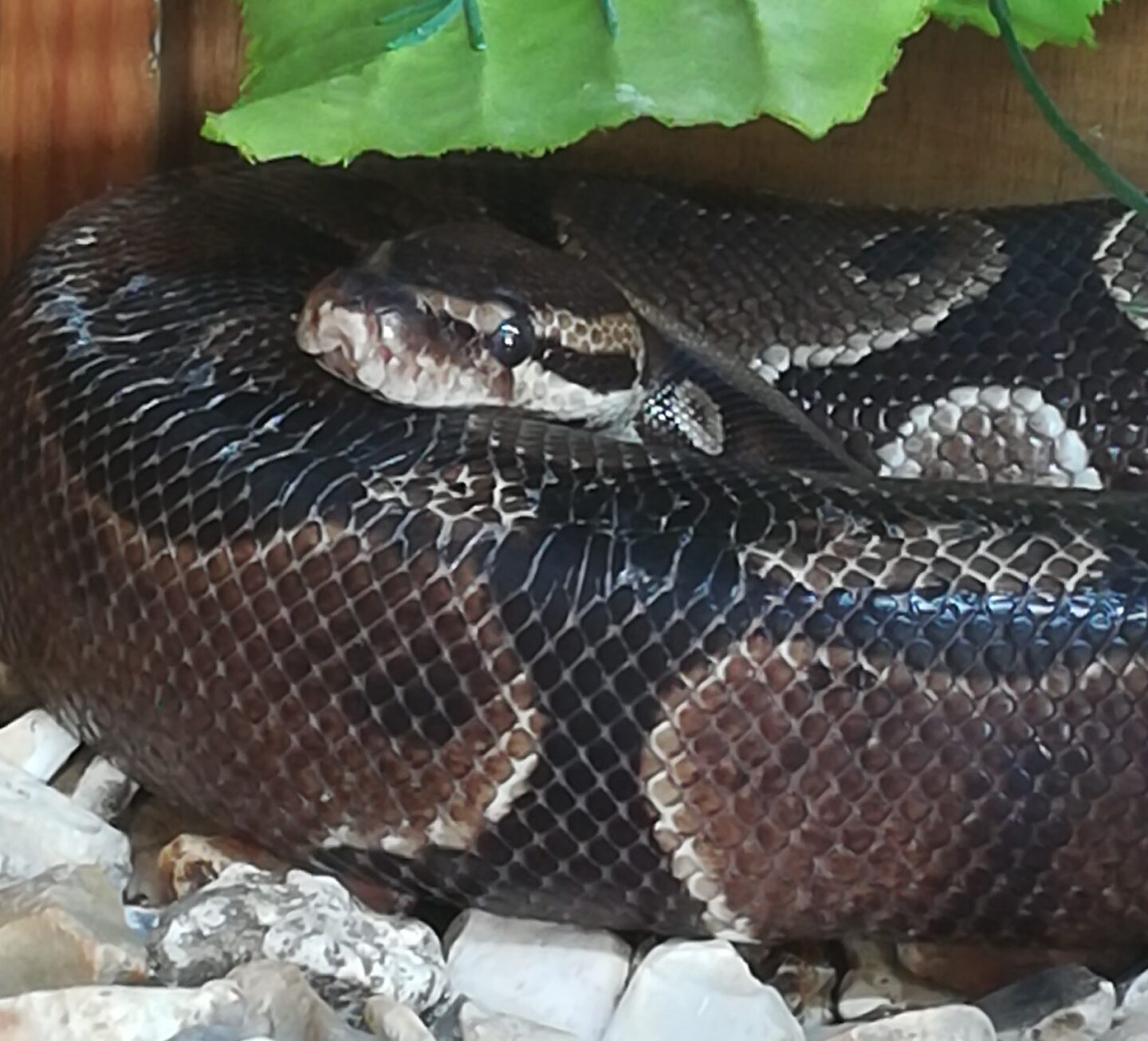 Royal Python e1776873131437 - Royal Python