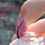 World Penguin Day 2 150x150 - International Flamingo Day