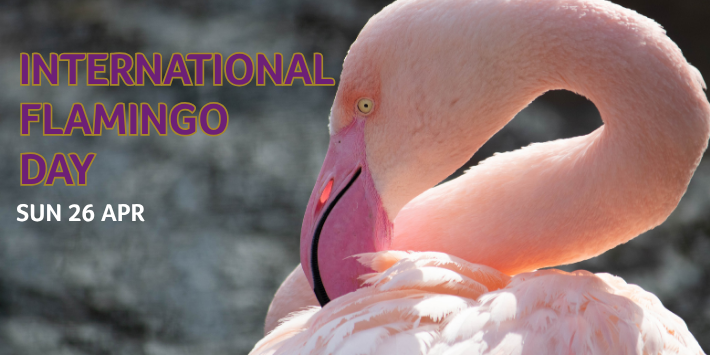 World Penguin Day 2 - International Flamingo Day