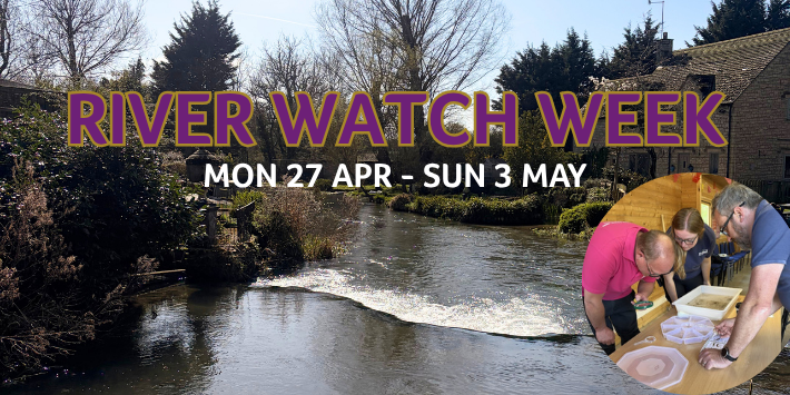 World Penguin Day 3 - River Watch Week