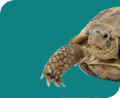 Reptiles