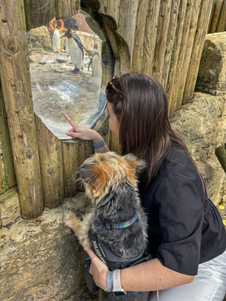 Bringing Your Dog to Birdland 485922900 1054368410069561 3788330249246816384 n 1 768x1024 - Bringing Your Dog to Birdland