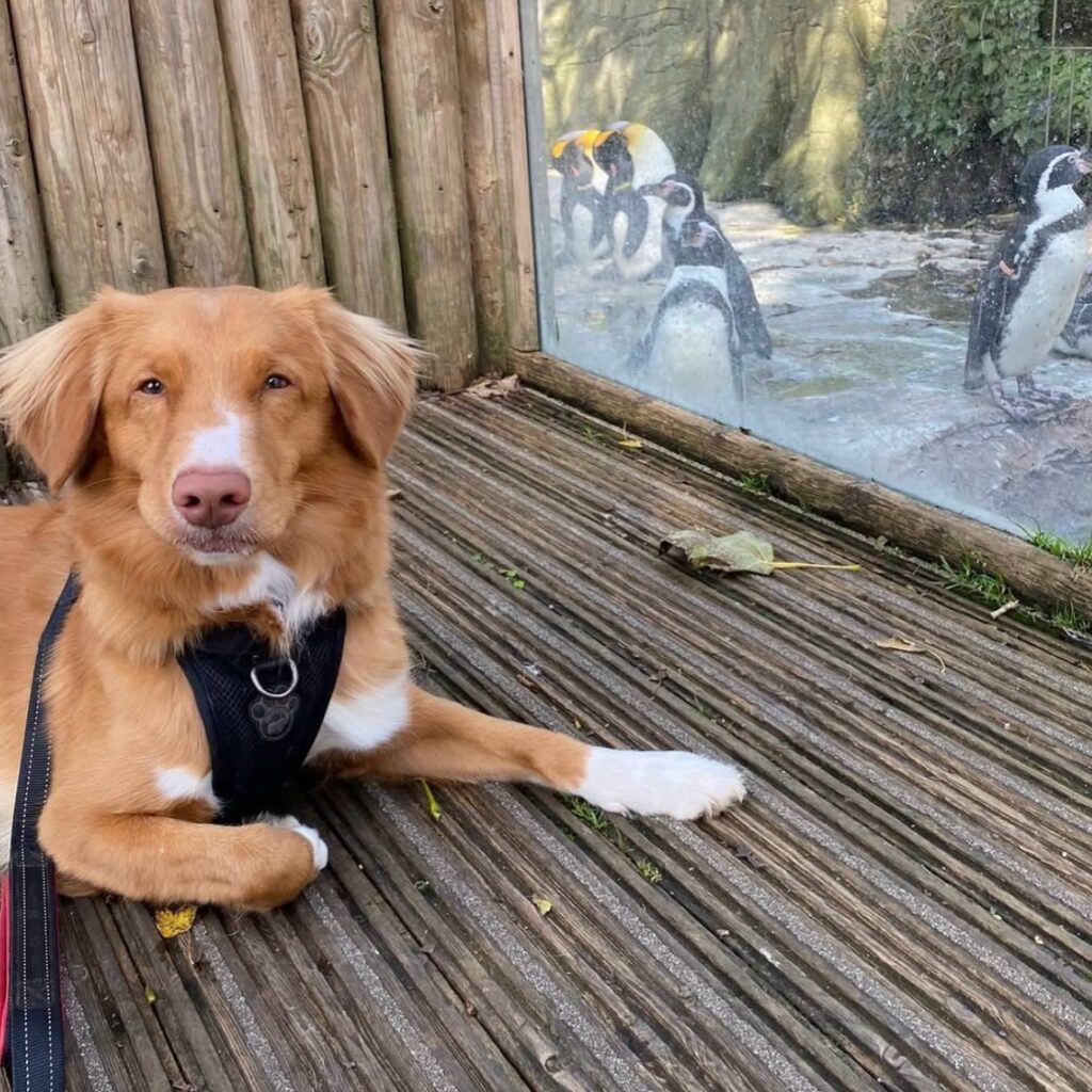Bringing Your Dog to Birdland 640315549 18567166438035029 592068825806720717 n 1 1024x1024 - Bringing Your Dog to Birdland