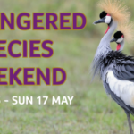 World Penguin Day 4 150x150 - Celebrate Endangered Species at Birdland!