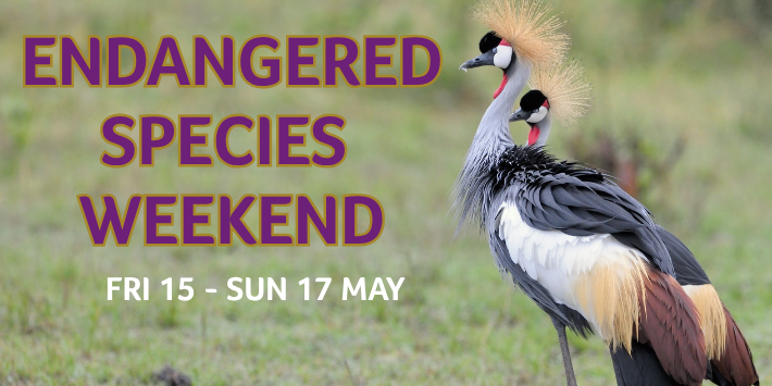 World Penguin Day 4 - Celebrate Endangered Species at Birdland!