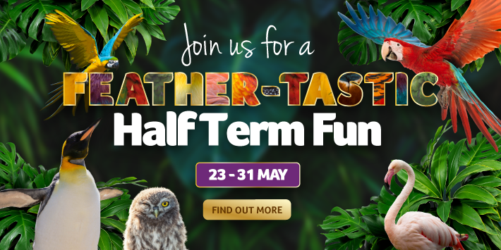 birdlandmayhalfterm2026websitebanner 710x355 1 - Feather-tastic half term fun!